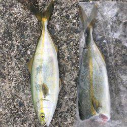 台風後でもツバスいました