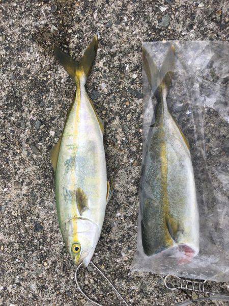 台風後でもツバスいました