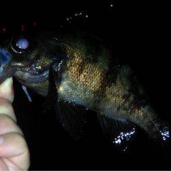 ヨロイメバルかわいい