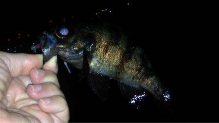 ヨロイメバルかわいい