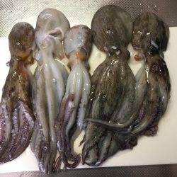 タコ釣れました