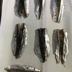 サビキリベンジ！