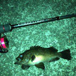 メバル活性高し+とんでもない奴も…