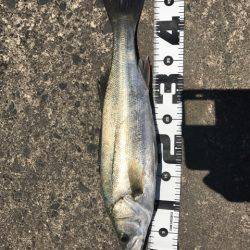 濁りがルアーを生かす。