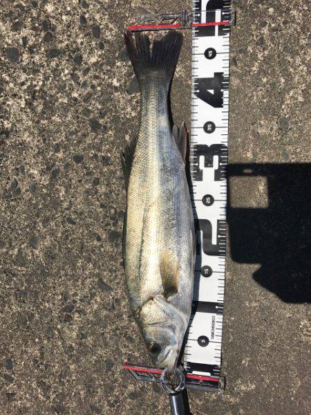 濁りがルアーを生かす。