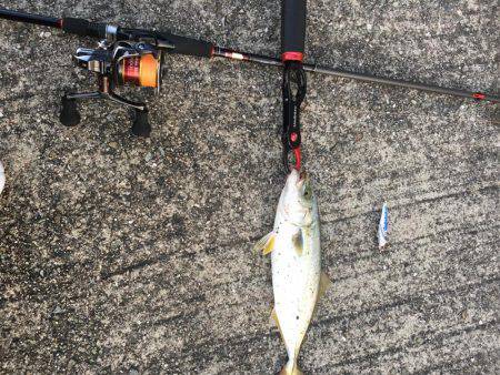 夕まずめにもツバス反応あり+α