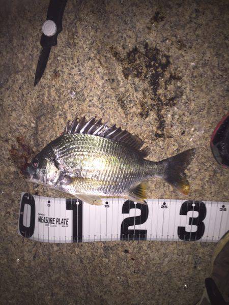 みんなでチニング