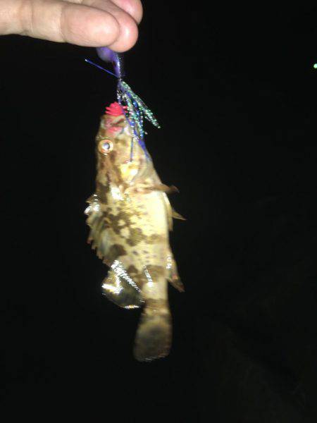 タケノコメバル