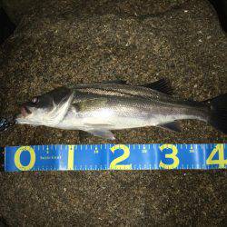 淀川キビレゲーム 七夕ラッシュ