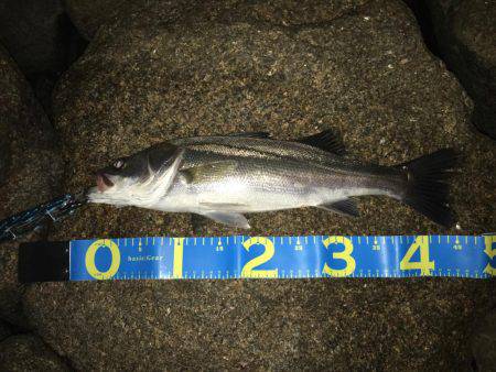 淀川キビレゲーム 七夕ラッシュ