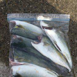 タコ?からのツバス?時合い