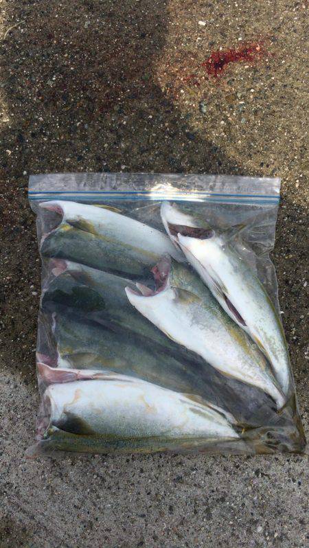 タコ?からのツバス?時合い