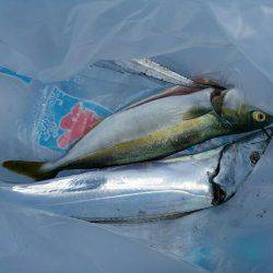 シーバス×太刀魚×青物