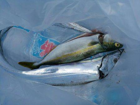 シーバス×太刀魚×青物