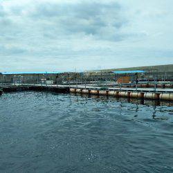 7月の海上釣堀オーパ!!