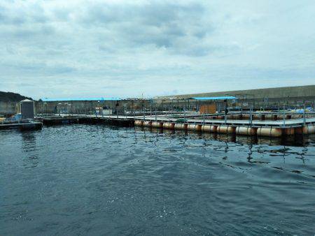 7月の海上釣堀オーパ!!