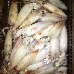 和歌山イカメタル開幕!