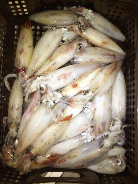 和歌山イカメタル開幕!