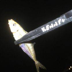 釣りがしたかっただけ♪