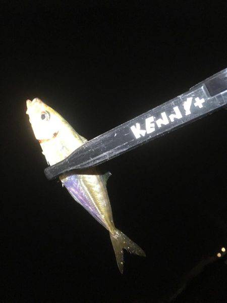 釣りがしたかっただけ♪