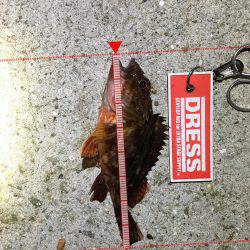 またまた、アジ狙い