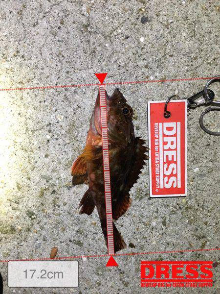 またまた、アジ狙い