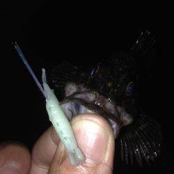 垂水漁港でガシリング！！