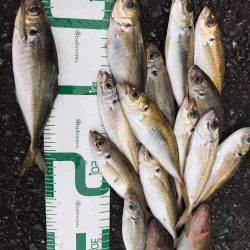 福井 越前海岸 某地磯 フカセ夜釣りグレ!