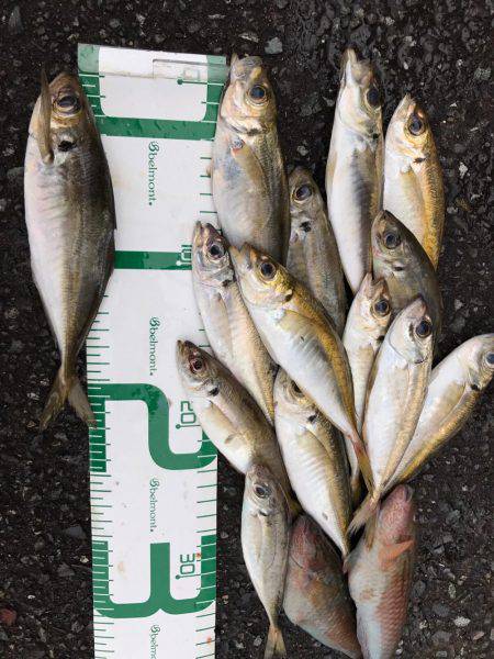 福井 越前海岸 某地磯 フカセ夜釣りグレ!