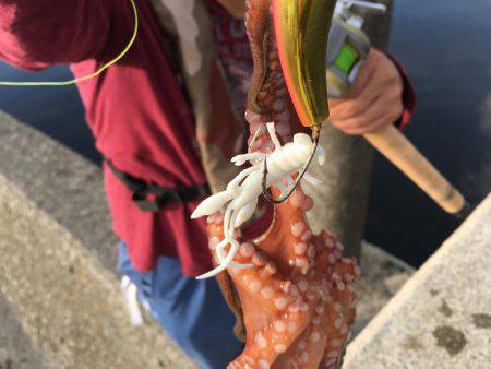 タコ連チャン釣行