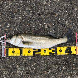 宇部波止でエビ撒き！