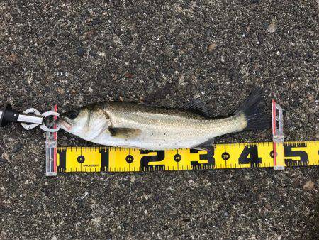 宇部波止でエビ撒き！