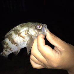 朝霧の大蔵海岸に行って来ました！！