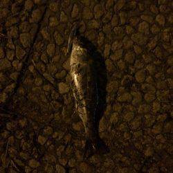 学校終わってからランガン