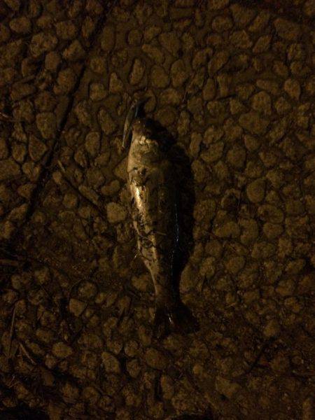 学校終わってからランガン