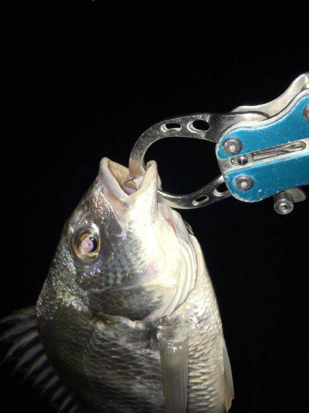 淀川キビレゲーム 大雨の後