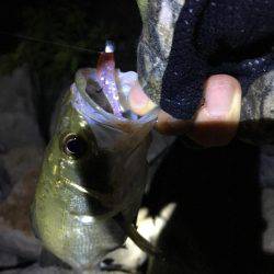 淀川キビレゲーム マイクロベイトパターン