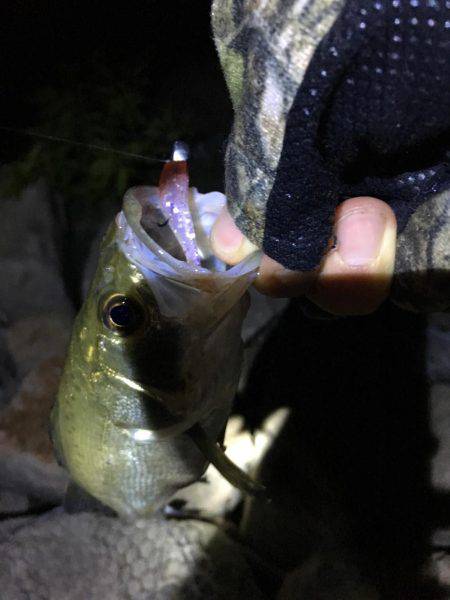 淀川キビレゲーム マイクロベイトパターン