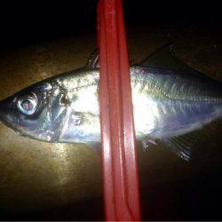 アカエイ時々アジ