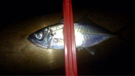 アカエイ時々アジ