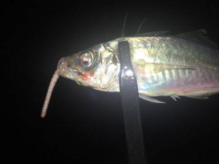 尺は捕獲ならず(´・ω・｀)