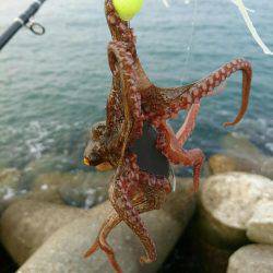 早朝！出勤前の投タコ釣り