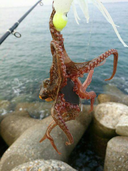 早朝！出勤前の投タコ釣り