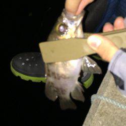 ノーザンフィッシュ