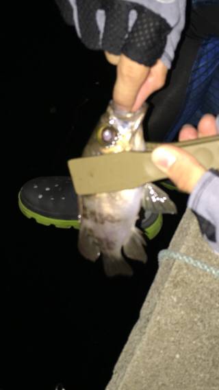 ノーザンフィッシュ