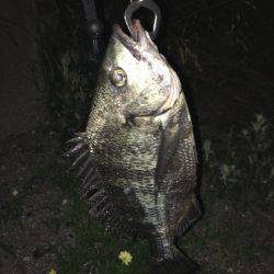 シーバスじゃない