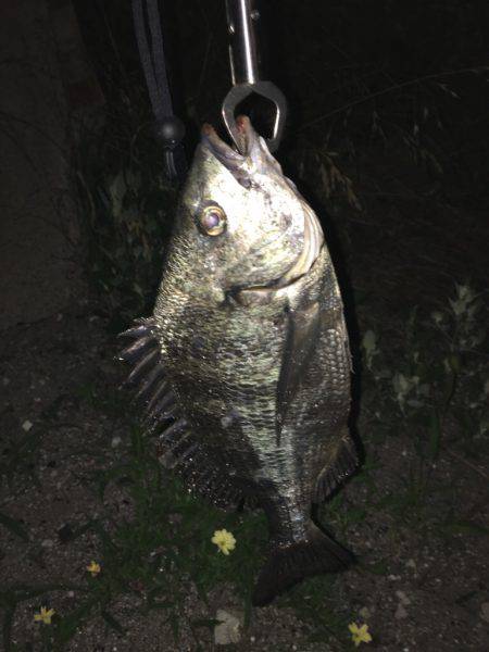 シーバスじゃない