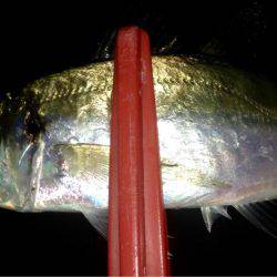 夕まずめアジング