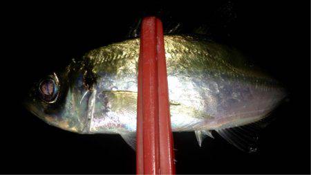 夕まずめアジング