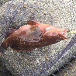 デイシーバス好調^_^